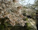 [2000-4kyoto23.jpg]