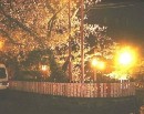 [2000-4kyoto38.jpg]