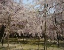 [2000-4kyoto47.jpg]