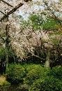 [2000-4kyoto57.jpg]
