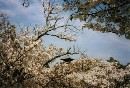 [2000-4kyoto63.jpg]