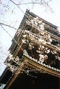 [2000-4kyoto66.jpg]