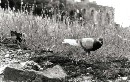 [2001rome194.JPG]